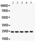 Anti-Hsp27 Picoband Antibody