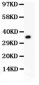 Anti-RACK1 Picoband Antibody