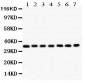 Anti-RACK1 Picoband Antibody