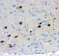 Anti-Calretinin Picoband Antibody