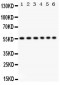 Anti-CD8 Alpha Picoband Antibody