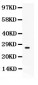 Anti-CD63 Picoband Antibody