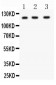 Anti-HIF-1-Alpha Picoband Antibody