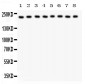 Anti-Integrin Alpha 5 Picoband Antibody