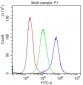 Anti-KIT/SCFR Antibody