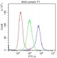 Anti-KIT/SCFR Antibody