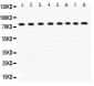 Anti-MCM7 Picoband Antibody