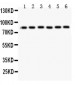 Anti-Mitofusin 1 Picoband Antibody