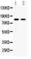 Anti-Mitofusin 2 Picoband Antibody