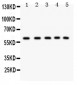 Anti-LKB1 Picoband Antibody