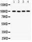 Anti-TRP 7 Picoband Antibody