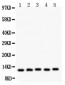 Anti-MIF Picoband Antibody