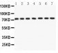 Anti-Lamin A/C Picoband Antibody