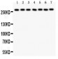Anti-LRRK2 Picoband Antibody