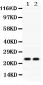 Anti-Mad2L1 Picoband Antibody