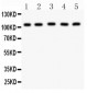 Anti-MSH2 Picoband Antibody