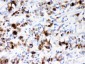 Anti-Mucin 5AC Picoband Antibody