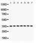 Anti-IKB Alpha Picoband Antibody