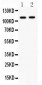 Anti-CARD4 Picoband Antibody