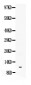 Anti-Neuropeptide Y Picoband Antibody