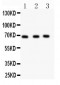 Anti-Nurr1 Picoband Antibody