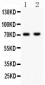 Anti-NUMB Picoband Antibody