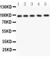 Anti-NUP98 Picoband Antibody