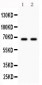 Anti-Parkin Picoband Antibody