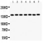 Anti-PARP Picoband Antibody