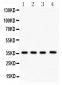 Anti-PBK Picoband Antibody