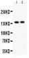 Anti-PER2 Picoband Antibody