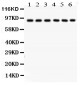 Anti-Oct-1 Picoband Antibody