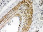 Anti-PKC Iota Picoband Antibody