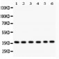Anti-Rad51 Picoband Antibody
