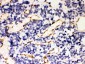 Anti-Hsp47 Picoband Antibody