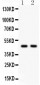 Anti-Hsp47 Picoband Antibody