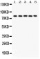 Anti-Calpain 1 Picoband Antibody