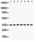 Anti-Caspase-9 Picoband Antibody