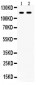 Anti-CD44 Picoband Antibody