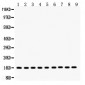 Anti-Cytochrome C Picoband Antibody