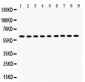 Anti-Hsp60 Picoband Antibody