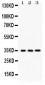 Anti-NMI Picoband Antibody