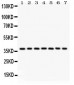 Anti-Nucleophosmin Picoband Antibody