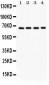 Anti-Optineurin Picoband Antibody