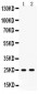 Anti-Peroxiredoxin 6 Picoband Antibody