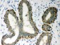 Anti-MASPIN Picoband Antibody