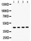 Anti-MASPIN Picoband Antibody