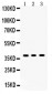 Anti-SIRT6 Picoband Antibody