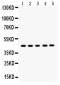 Anti-SIRT7 Picoband Antibody