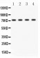 Anti-BCRP/ABCG2 Picoband Antibody